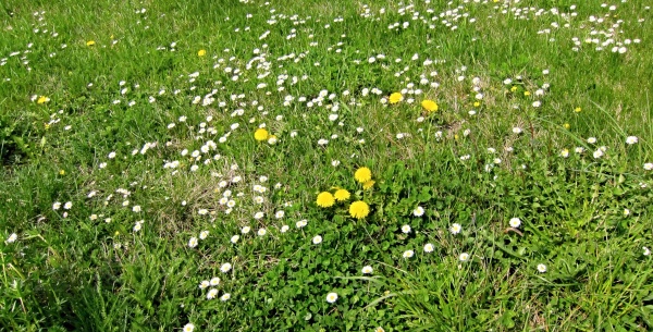 Větší problém v trávníku představují vytrvalé dvouděložné plevele
