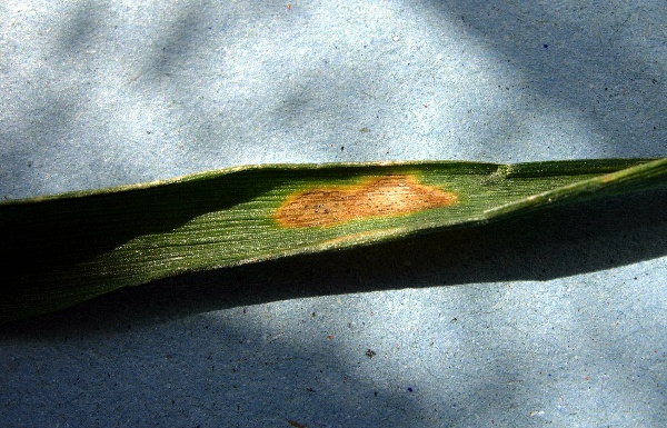 Braničnatka pšeničná se objevuje časně na jaře