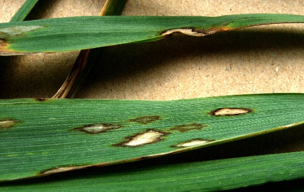 Rynchosporiová skvrnitost