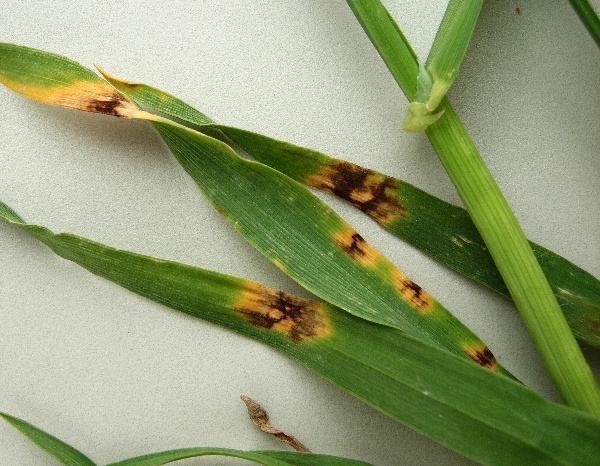 Hnědá skvrnitost na ječmeni