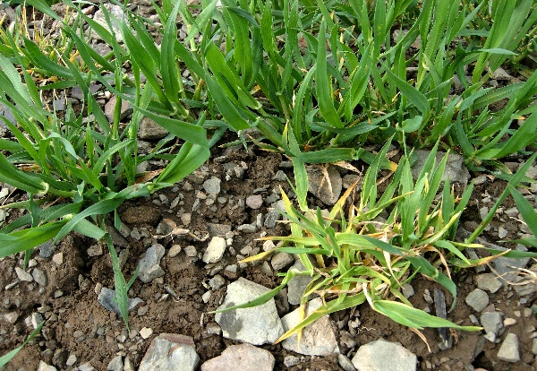 Virová zakrslost obilnin