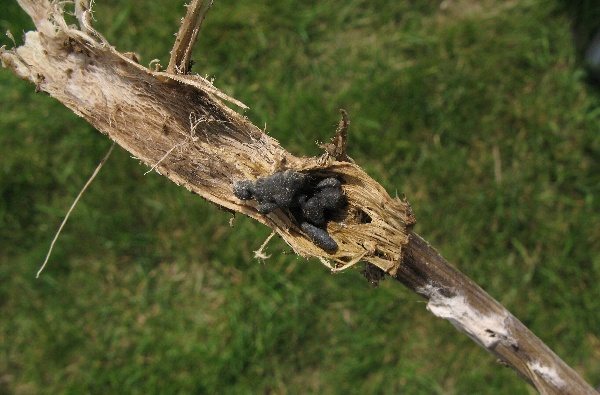 Sklerocia hlízenky přetrvávají v půdě i více než pět let