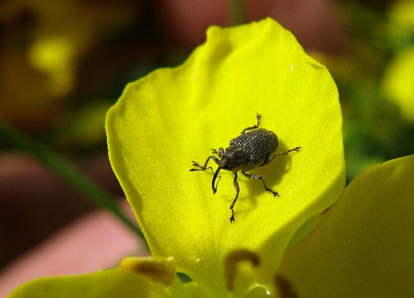 Krytonosec šešulový