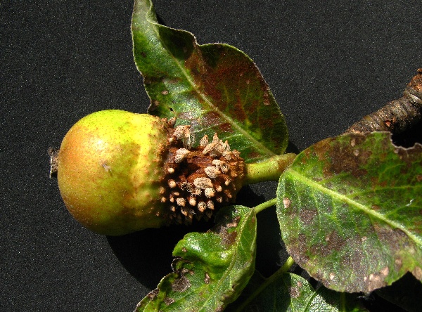 Rez hrušňová na plodu