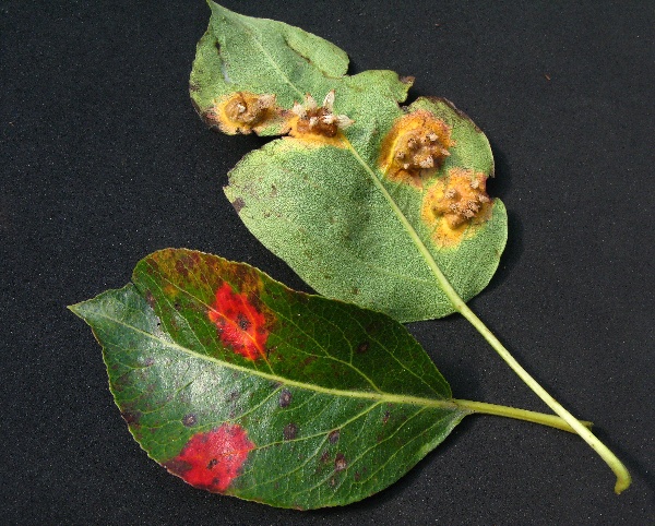 Rez hrušňová na listech