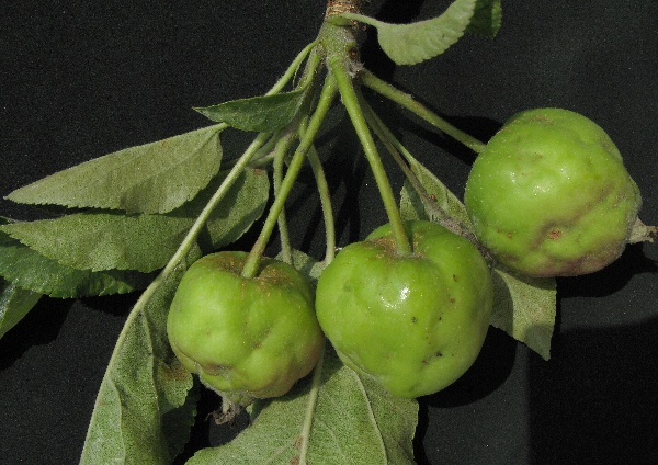 Jablka poškozená mšicí jabloňovou