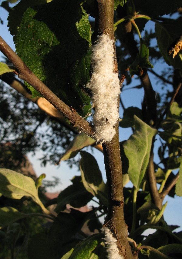 Mšice vlnatka krvavá