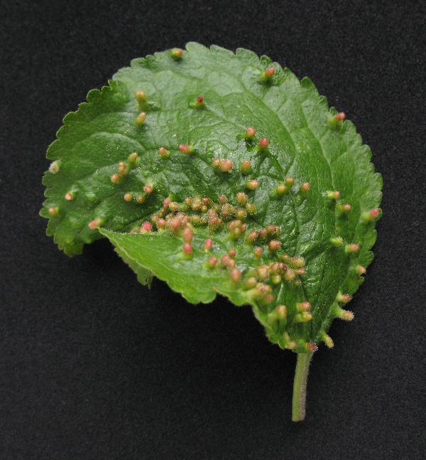 Hálčivec švestkový vyvolává výrůstky na listech