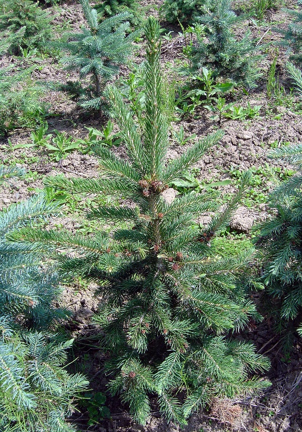 Hálky způsobené mšicí korovnicí smrkovou