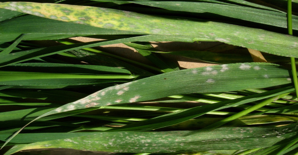 Padl&iacute; tavn&iacute;