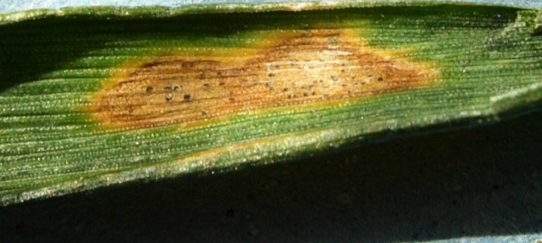 Pyknidy braničnatky na listu p&scaron;enice