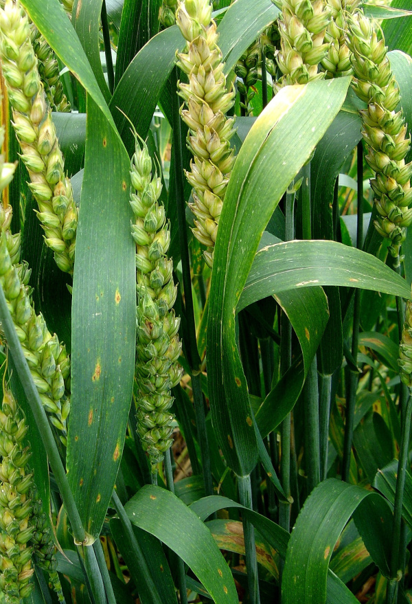 Helmintosporiov&aacute; skvrnitost &ndash; DTR