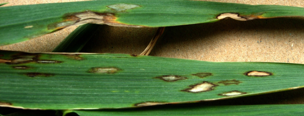 Rynchosporiov&aacute; skvrnitost ječmene