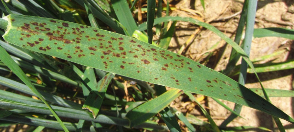Ramularov&aacute; skvrnitost ječmene