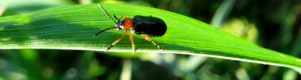 Kohoutek modr&yacute;