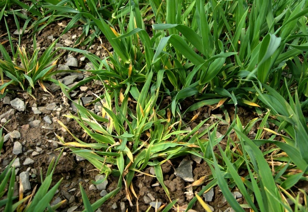 Př&iacute;znaky virov&eacute; zakrslosti