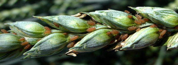 M&scaron;ice v&nbsp;klasu p&scaron;enice