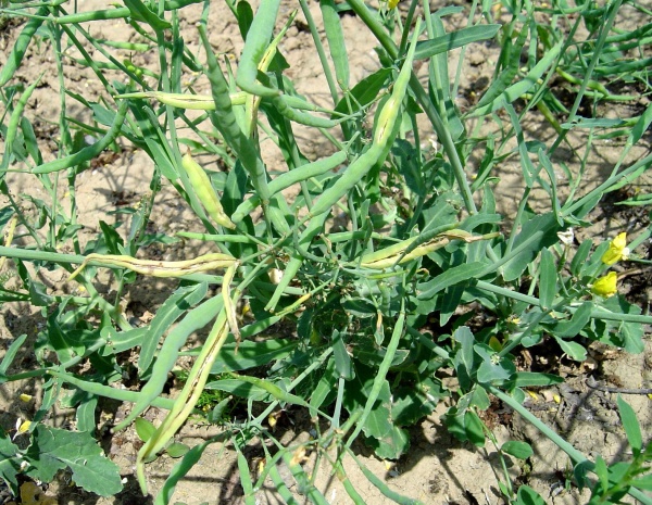 Po&scaron;kozen&iacute; &scaron;e&scaron;ul&iacute; bejlomorkou kapustovou