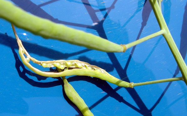 Po&scaron;kozen&iacute; &scaron;e&scaron;ul&iacute; bejlomorkou kapustovou