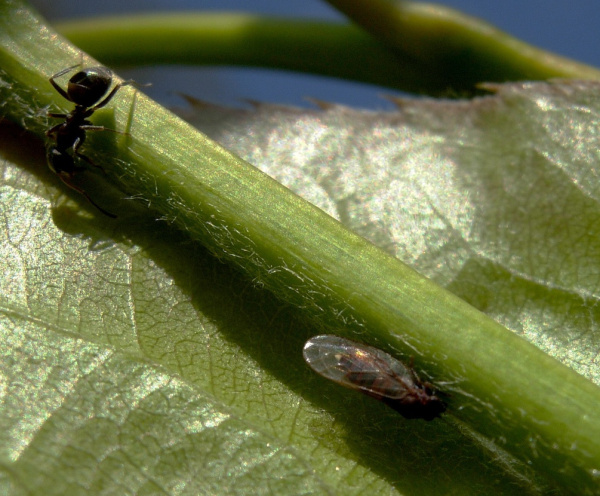 Mera skvrnit&aacute;