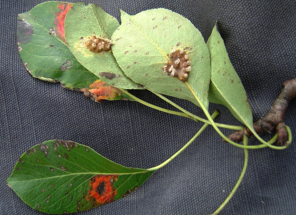 Rzivost hru&scaron;ně