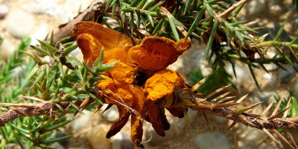 Rez hru&scaron;ně na mezihostiteli - jalovci