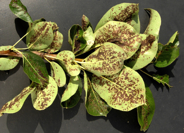 Vlnovn&iacute;k hru&scaron;ňov&yacute;