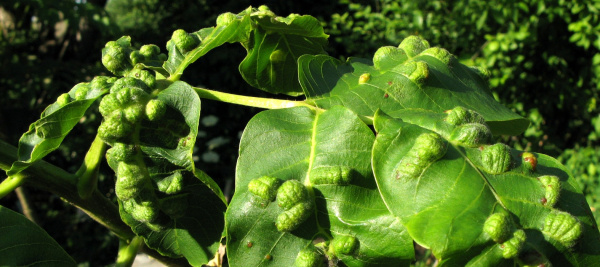 Vlnovn&iacute;k oře&scaron;&aacute;kov&yacute;