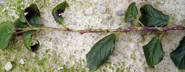 Vlnovn&iacute;k vi&scaron;ňov&yacute;