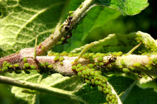 M&scaron;ice jabloňov&aacute;