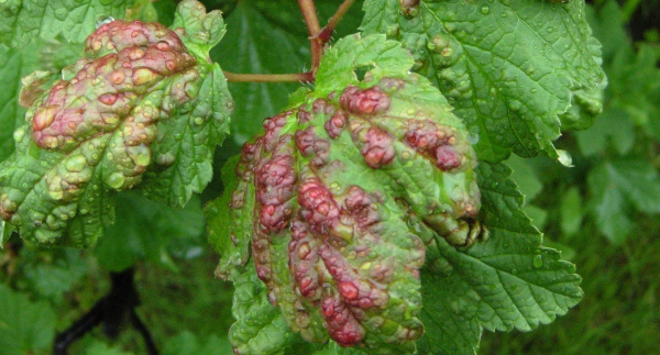 M&scaron;ice ryb&iacute;zov&aacute;