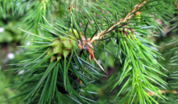 H&aacute;lky m&scaron;ice korovnice na smrku