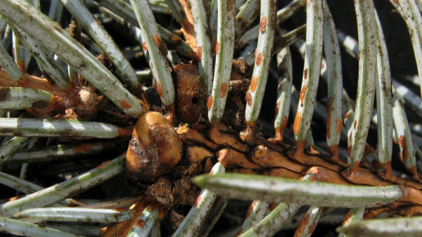 &Scaron;t&iacute;tenka na jehlic&iacute;ch smrku