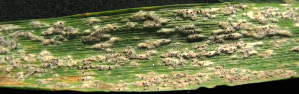 Padl&iacute; p&scaron;enice