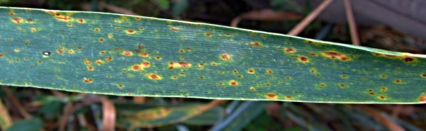 Helmintosporiov&aacute; skvrnitost p&scaron;enice - DTR