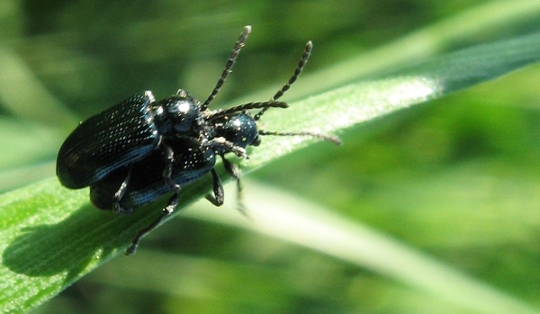 Kohoutek čern&yacute;