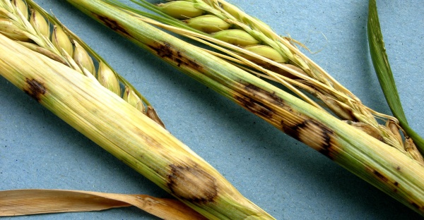 Sp&aacute;la ječmene - rynchosporium