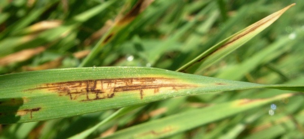 S&iacute;ťovit&aacute; a&nbsp;okrouhl&aacute; skvrnitost ječmene