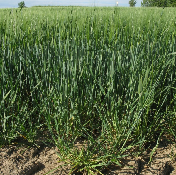 Virov&aacute; zakrslost ječmene