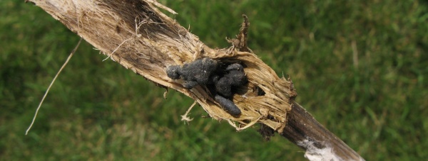 Sklerocia hl&iacute;zenky ve stonku řepky