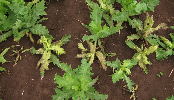 Pl&iacute;seň m&aacute;ku