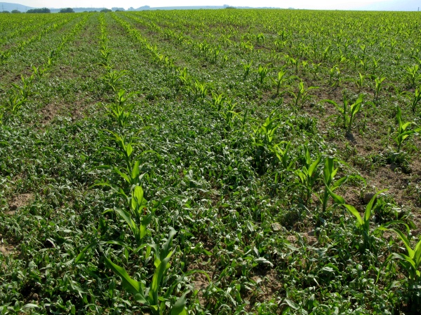 Pelevele v&nbsp;kukuřici je třeba regulovat včas