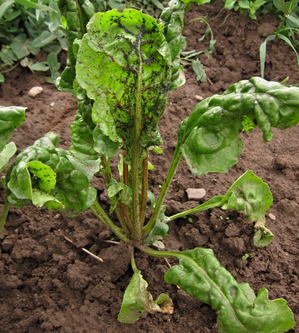 M&scaron;ice makov&aacute; na cukrovce