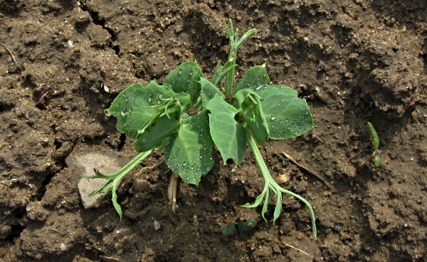 Požerky listopase na hrachu