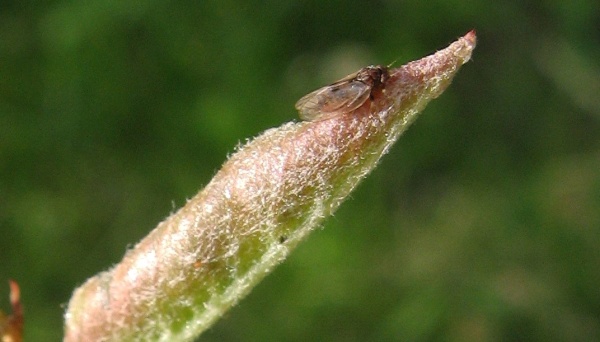 Mera skvrnit&aacute;