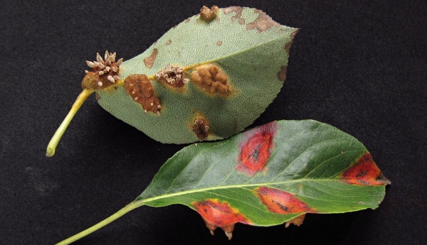 Rzivost hru&scaron;ně