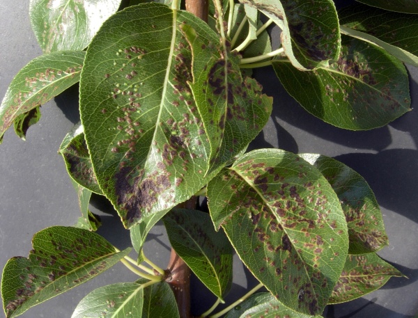 Vlnovn&iacute;k hru&scaron;ňov&yacute;