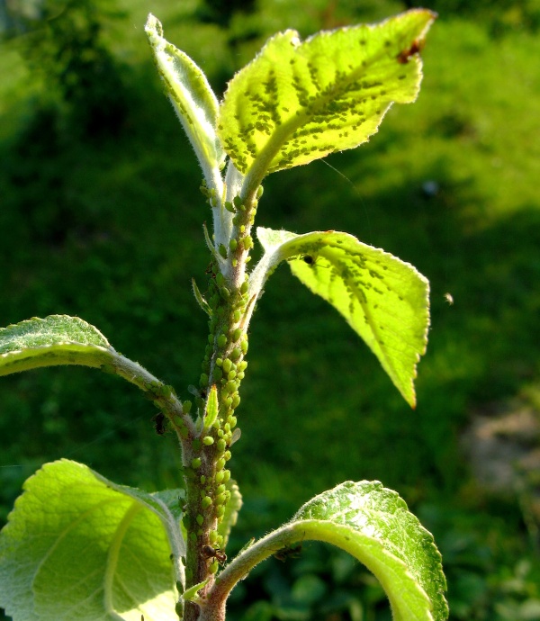 M&scaron;ice jabloňov&aacute;