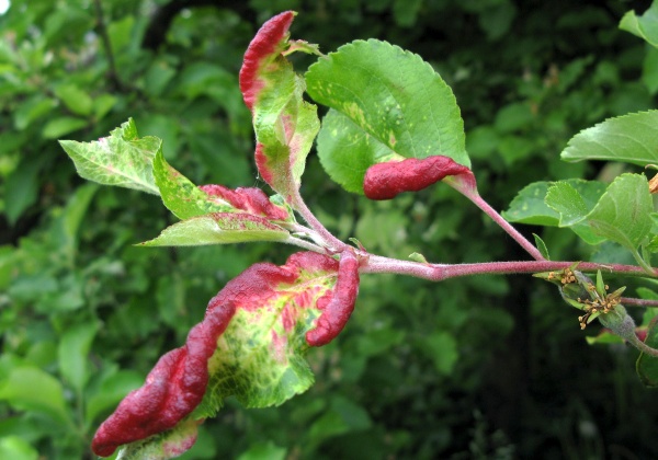 M&scaron;ice jitrocelov&aacute;