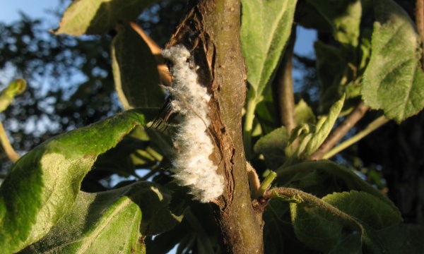 M&scaron;ice vlnatka krvav&aacute;